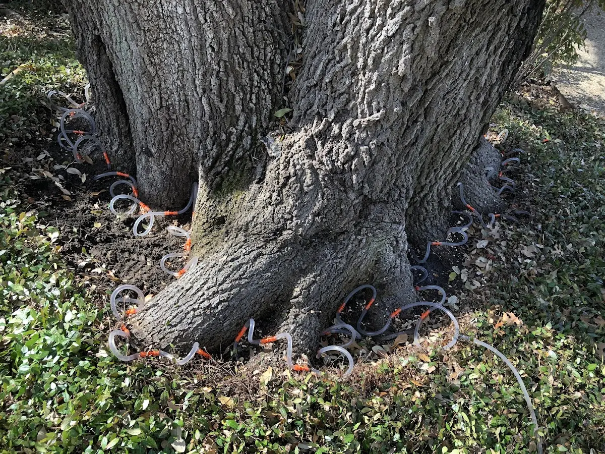Detailed Tree Cabling and Bracing job site in Savage