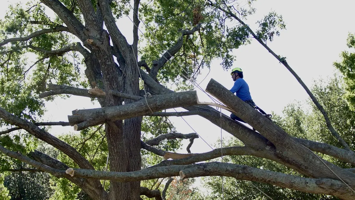 Professional Crown Thinning performed by certified arborists in Savage