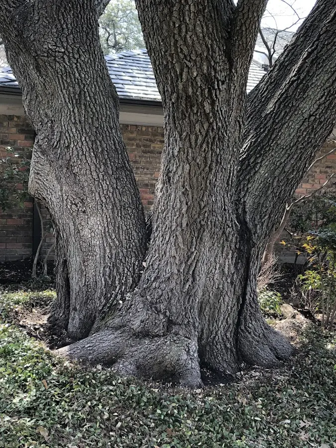 Mature heritage tree close to a Savage property cared for by certified arborists